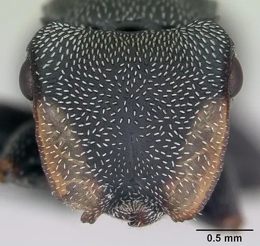 Cephalotes bruchi specimen CASENT0173666 image casent0173666_2