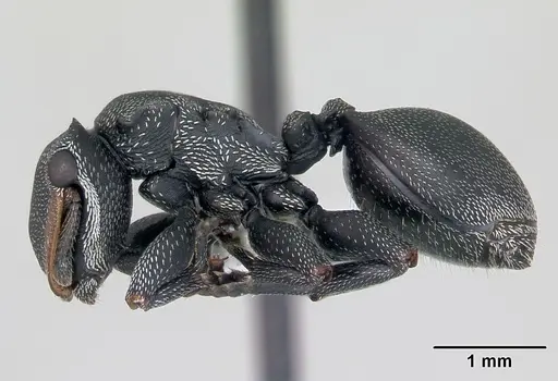Cephalotes bruchi specimen CASENT0173666 image casent0173666_3