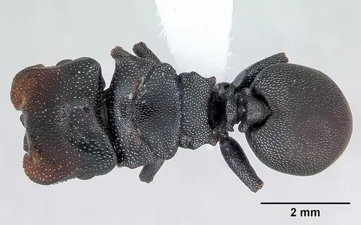 Cephalotes bruchi specimen CASENT0173667 image casent0173667_1