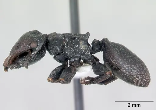 Cephalotes bruchi specimen CASENT0173667 image casent0173667_3