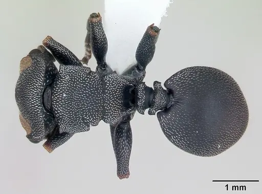 Cephalotes bruchi specimen CASENT0173668 image casent0173668_1