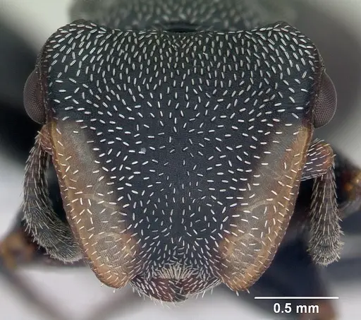 Cephalotes bruchi specimen CASENT0173668 image casent0173668_2