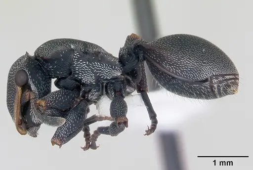 Cephalotes bruchi specimen CASENT0173668 image casent0173668_3