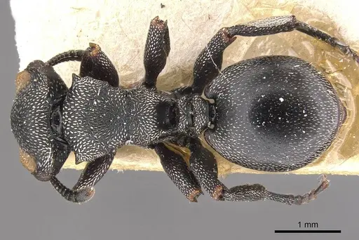Cephalotes bruchi specimen CASENT0909281 image casent0909281_1