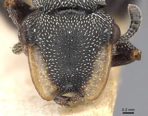 Cephalotes bruchi specimen CASENT0909281 image casent0909281_2