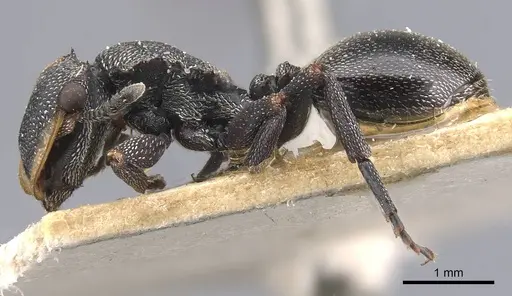 Cephalotes bruchi specimen CASENT0909281 image casent0909281_3