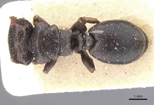Cephalotes bruchi specimen CASENT0912591 image casent0912591_1