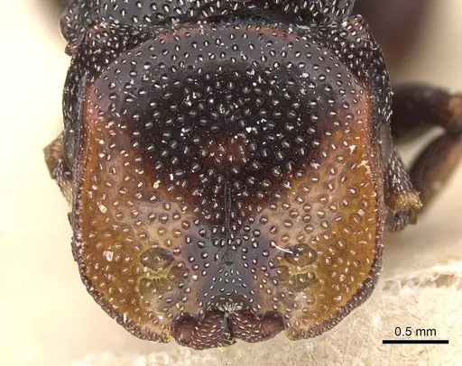 Cephalotes bruchi specimen CASENT0912591 image casent0912591_2