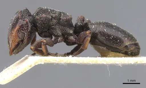 Cephalotes bruchi specimen CASENT0912591 image casent0912591_3