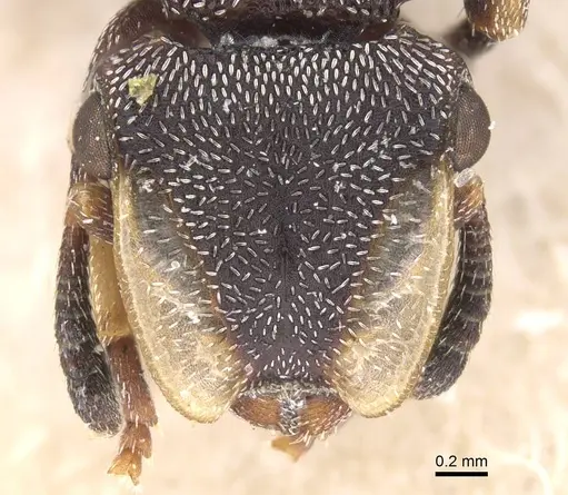 Cephalotes bruchi specimen CASENT0912592 image casent0912592_2