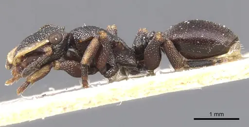 Cephalotes bruchi specimen CASENT0912592 image casent0912592_3