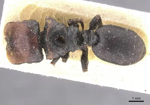 Cephalotes bruchi specimen CASENT0912593 image casent0912593_1