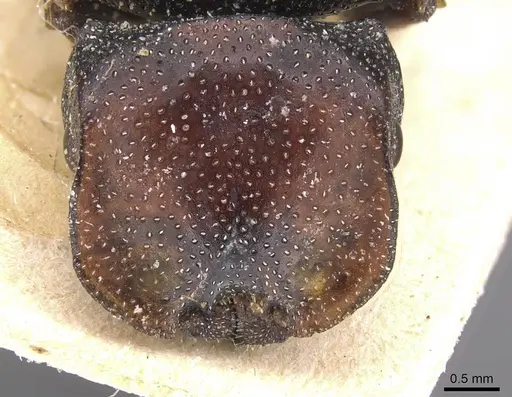 Cephalotes bruchi specimen CASENT0912593 image casent0912593_2