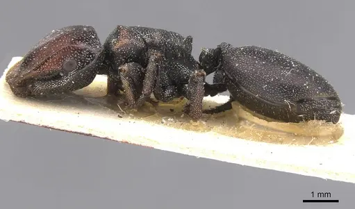 Cephalotes bruchi specimen CASENT0912593 image casent0912593_3