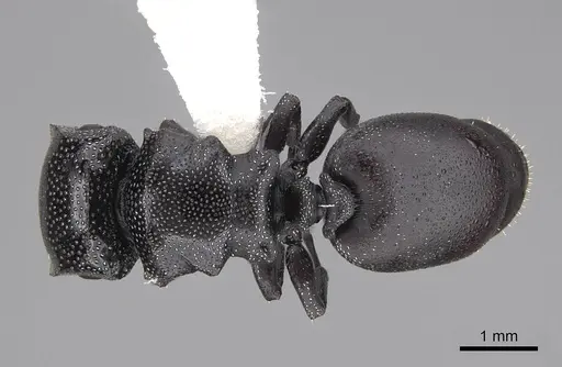 Cephalotes bruchi specimen CASENT0922533 image casent0922533_1