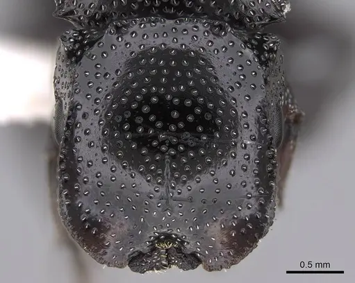 Cephalotes bruchi specimen CASENT0922533 image casent0922533_2