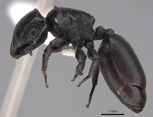 Cephalotes bruchi specimen CASENT0922533 image casent0922533_3