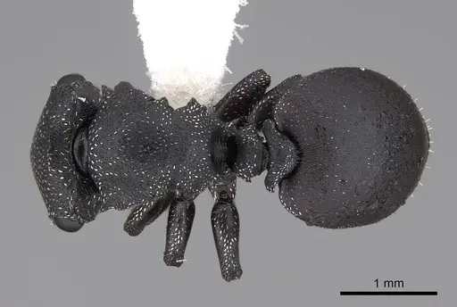 Cephalotes bruchi specimen CASENT0922534 image casent0922534_1