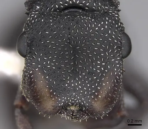 Cephalotes bruchi specimen CASENT0922534 image casent0922534_2