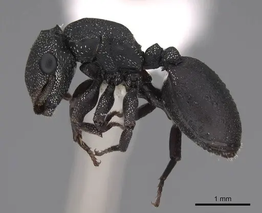 Cephalotes bruchi specimen CASENT0922534 image casent0922534_3