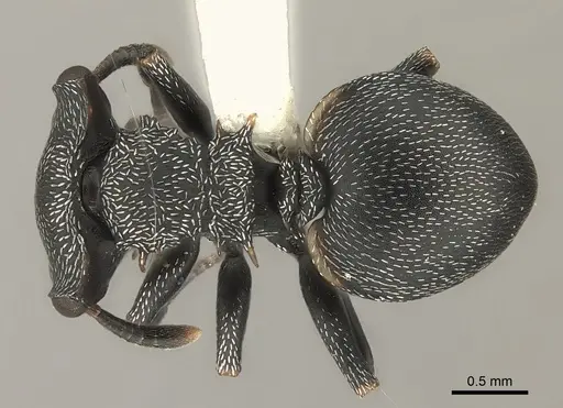 Cephalotes christopherseni specimen CASENT0217836 image casent0217836_1