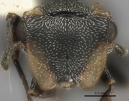 Cephalotes christopherseni specimen CASENT0217836 image casent0217836_2