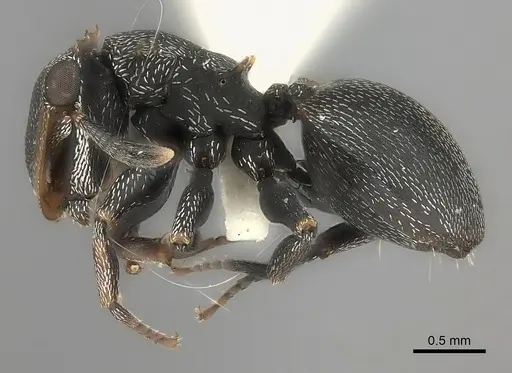 Cephalotes christopherseni specimen CASENT0217836 image casent0217836_3