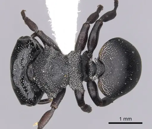 Cephalotes christopherseni specimen CASENT0627981 image casent0627981_1