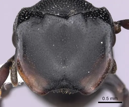 Cephalotes christopherseni specimen CASENT0627981 image casent0627981_2