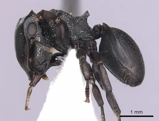 Cephalotes christopherseni specimen CASENT0627981 image casent0627981_3