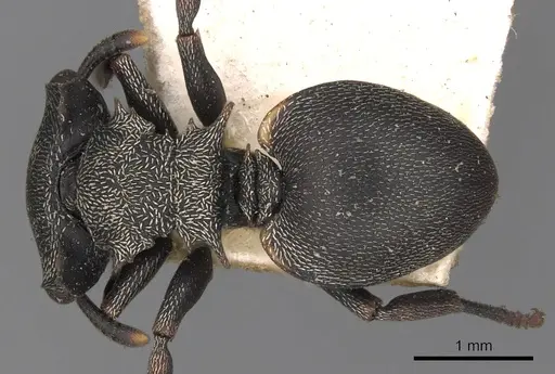Cephalotes christopherseni specimen CASENT0900250 image casent0900250_1