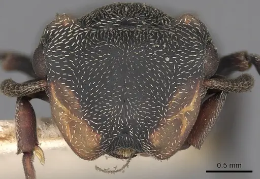 Cephalotes christopherseni specimen CASENT0900250 image casent0900250_2
