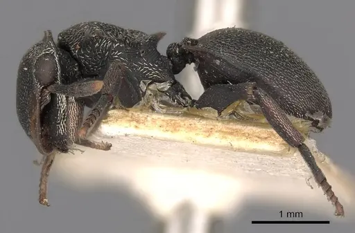 Cephalotes christopherseni specimen CASENT0900250 image casent0900250_3