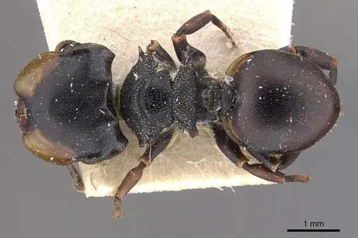 Cephalotes christopherseni specimen CASENT0909264 image casent0909264_1