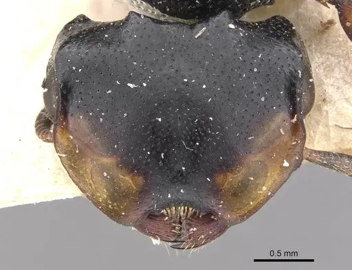 Cephalotes christopherseni specimen CASENT0909264 image casent0909264_2