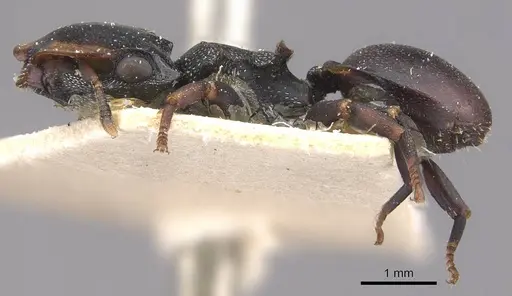 Cephalotes christopherseni specimen CASENT0909264 image casent0909264_3