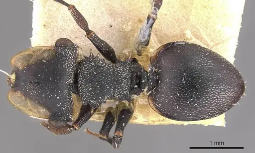 Cephalotes christopherseni specimen CASENT0909265 image casent0909265_1