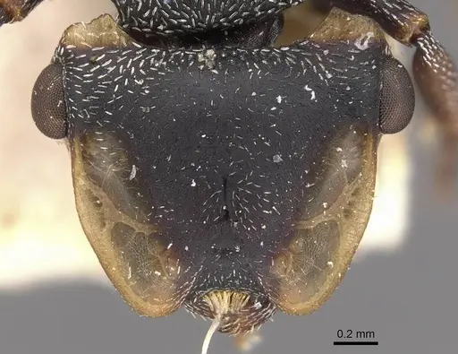 Cephalotes christopherseni specimen CASENT0909265 image casent0909265_2