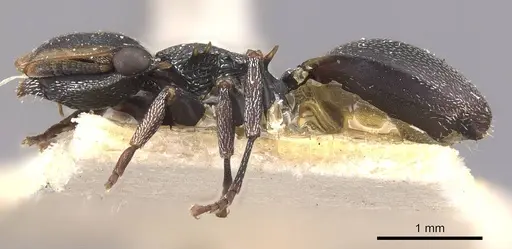 Cephalotes christopherseni specimen CASENT0909265 image casent0909265_3