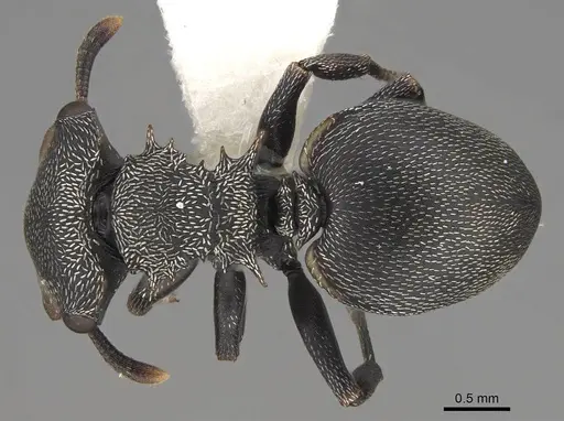 Cephalotes christopherseni specimen CASENT0922592 image casent0922592_1