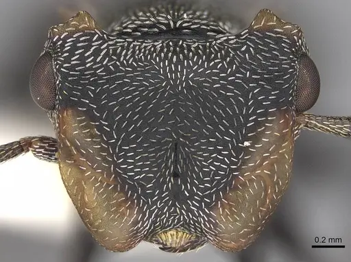 Cephalotes christopherseni specimen CASENT0922592 image casent0922592_2