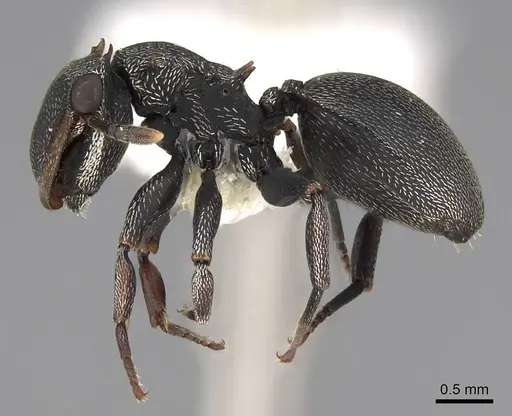 Cephalotes christopherseni specimen CASENT0922592 image casent0922592_3