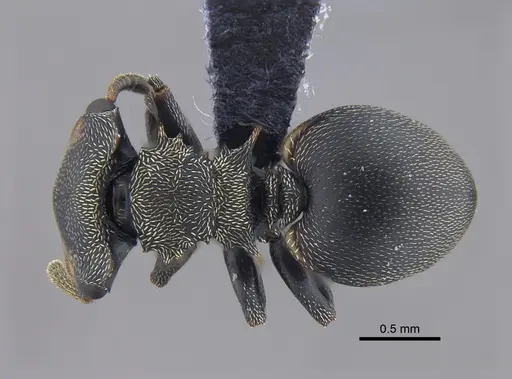 Cephalotes christopherseni specimen CBUMAGENT41884 image cbumagent41884_1