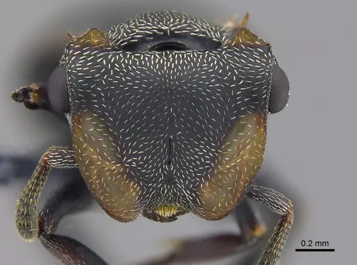 Cephalotes christopherseni specimen CBUMAGENT41884 image cbumagent41884_2