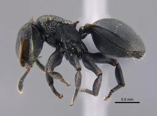 Cephalotes christopherseni specimen CBUMAGENT41884 image cbumagent41884_3