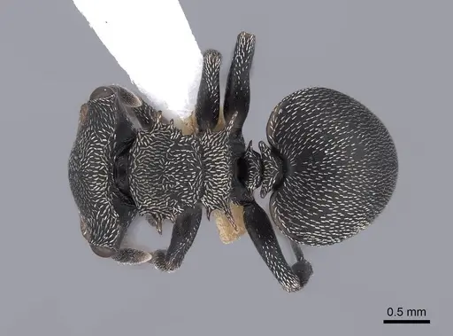 Cephalotes christopherseni specimen FMNHINS0000047650 image fmnhins0000047650_1