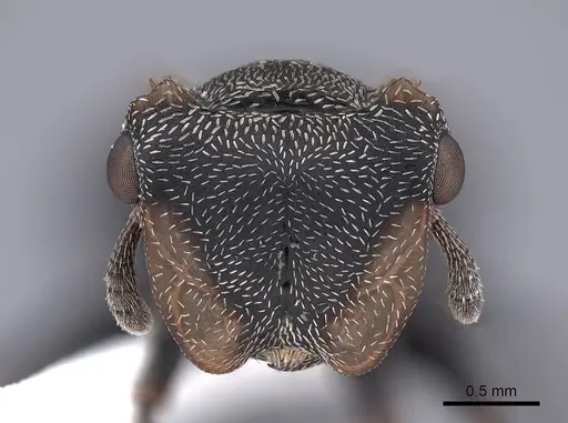 Cephalotes christopherseni specimen FMNHINS0000047650 image fmnhins0000047650_2