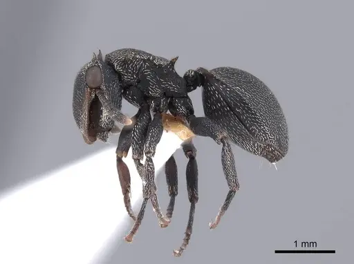 Cephalotes christopherseni specimen FMNHINS0000047650 image fmnhins0000047650_3