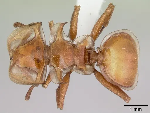 Cephalotes clypeatus specimen CASENT0010689 image casent0010689_1