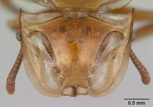 Cephalotes clypeatus specimen CASENT0010689 image casent0010689_2